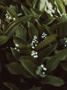 Preview wallpaper may-lily, flowers, white, plant, spring
