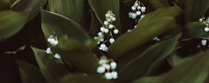 Preview wallpaper may-lily, flowers, white, plant, spring