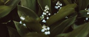 Preview wallpaper may-lily, flowers, white, plant, spring