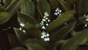 Preview wallpaper may-lily, flowers, white, plant, spring