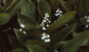 Preview wallpaper may-lily, flowers, white, plant, spring