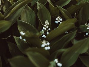 Preview wallpaper may-lily, flowers, white, plant, spring