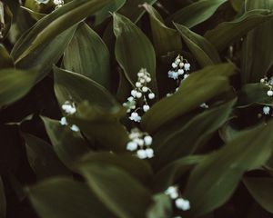 Preview wallpaper may-lily, flowers, white, plant, spring