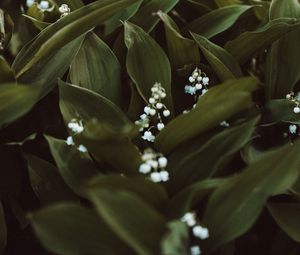 Preview wallpaper may-lily, flowers, white, plant, spring