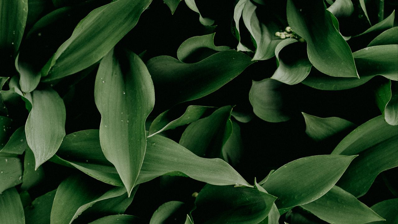 Wallpaper may-lily, leaves, plant, macro, green