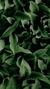 Preview wallpaper may-lily, leaves, plant, macro, green