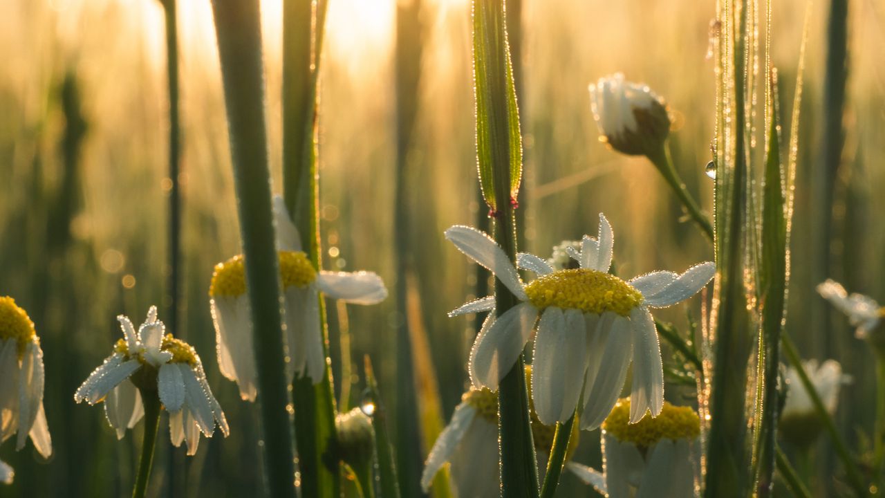 Wallpaper mayweed, flowers, petals, drops, dew, sunrise