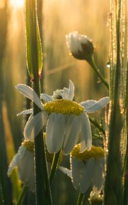 Preview wallpaper mayweed, flowers, petals, drops, dew, sunrise