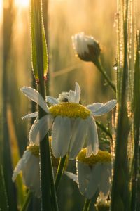 Preview wallpaper mayweed, flowers, petals, drops, dew, sunrise