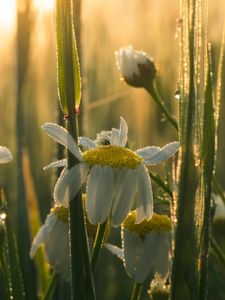 Preview wallpaper mayweed, flowers, petals, drops, dew, sunrise