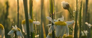 Preview wallpaper mayweed, flowers, petals, drops, dew, sunrise