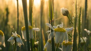 Preview wallpaper mayweed, flowers, petals, drops, dew, sunrise