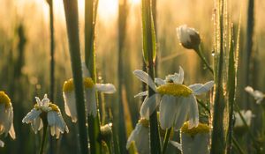 Preview wallpaper mayweed, flowers, petals, drops, dew, sunrise