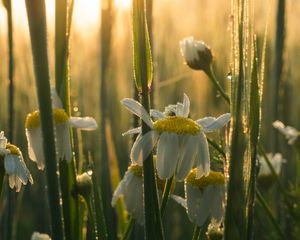 Preview wallpaper mayweed, flowers, petals, drops, dew, sunrise