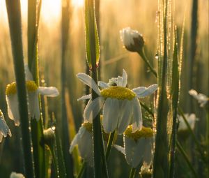 Preview wallpaper mayweed, flowers, petals, drops, dew, sunrise