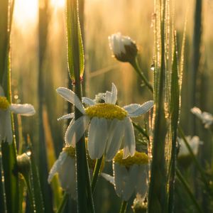 Preview wallpaper mayweed, flowers, petals, drops, dew, sunrise