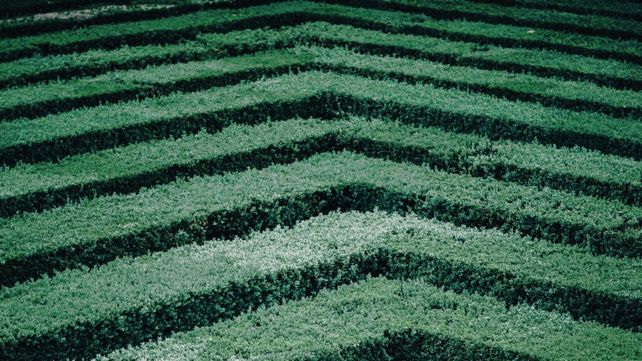 Wallpaper maze, bushes, stripes, leaves, green