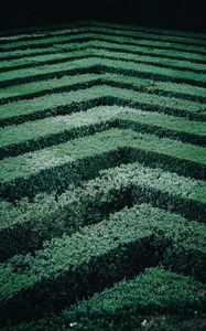 Preview wallpaper maze, bushes, stripes, leaves, green