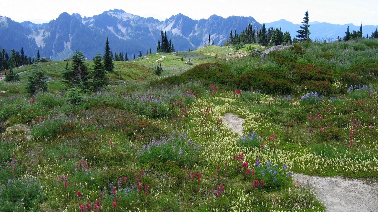 Wallpaper meadow, alpes, mountains, flowers, vegetation, multi-colored