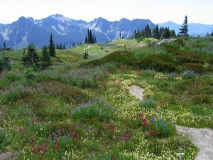Preview wallpaper meadow, alpes, mountains, flowers, vegetation, multi-colored