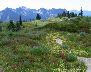 Preview wallpaper meadow, alpes, mountains, flowers, vegetation, multi-colored
