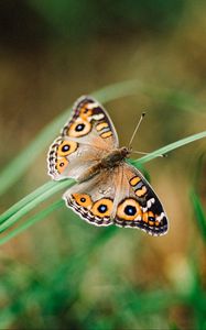 Preview wallpaper meadow argus, butterfly, grass, macro