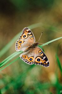 Preview wallpaper meadow argus, butterfly, grass, macro