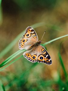 Preview wallpaper meadow argus, butterfly, grass, macro