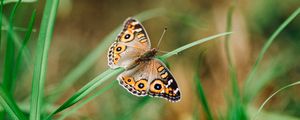 Preview wallpaper meadow argus, butterfly, grass, macro