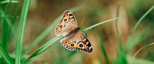 Preview wallpaper meadow argus, butterfly, grass, macro