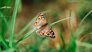 Preview wallpaper meadow argus, butterfly, grass, macro