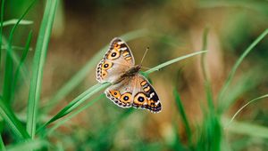 Preview wallpaper meadow argus, butterfly, grass, macro