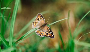 Preview wallpaper meadow argus, butterfly, grass, macro