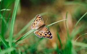 Preview wallpaper meadow argus, butterfly, grass, macro