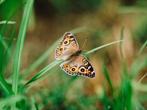 Preview wallpaper meadow argus, butterfly, grass, macro