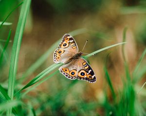 Preview wallpaper meadow argus, butterfly, grass, macro