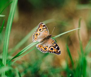 Preview wallpaper meadow argus, butterfly, grass, macro