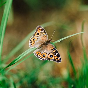 Preview wallpaper meadow argus, butterfly, grass, macro