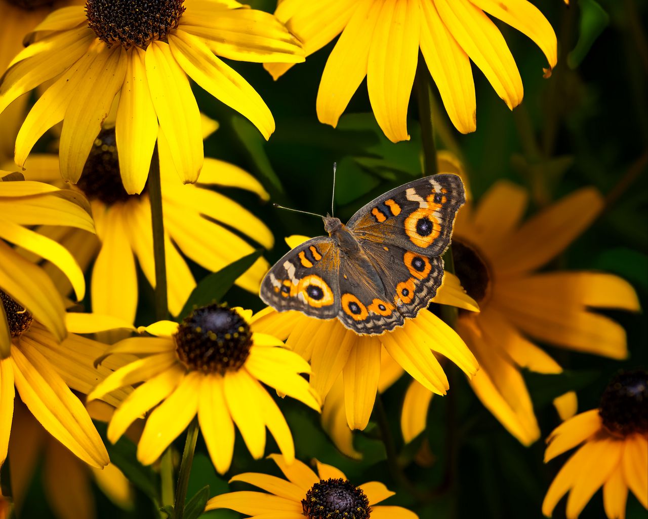 1280x1024 Wallpaper meadow argus, rudbeckia, butterfly, flowers, petals, garden, insect