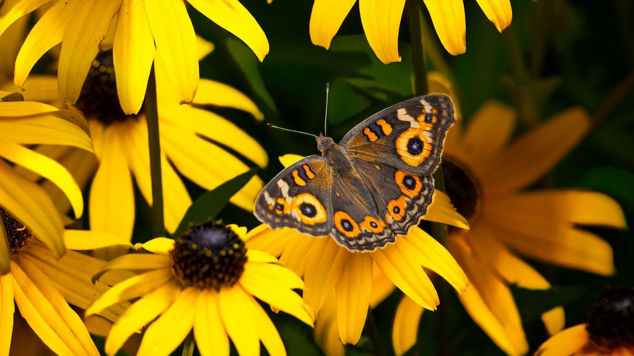 Wallpaper meadow argus, rudbeckia, butterfly, flowers, petals, garden, insect