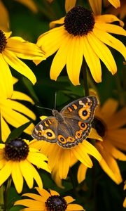 Preview wallpaper meadow argus, rudbeckia, butterfly, flowers, petals, garden, insect