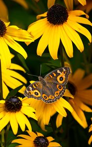 Preview wallpaper meadow argus, rudbeckia, butterfly, flowers, petals, garden, insect