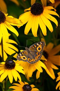 Preview wallpaper meadow argus, rudbeckia, butterfly, flowers, petals, garden, insect