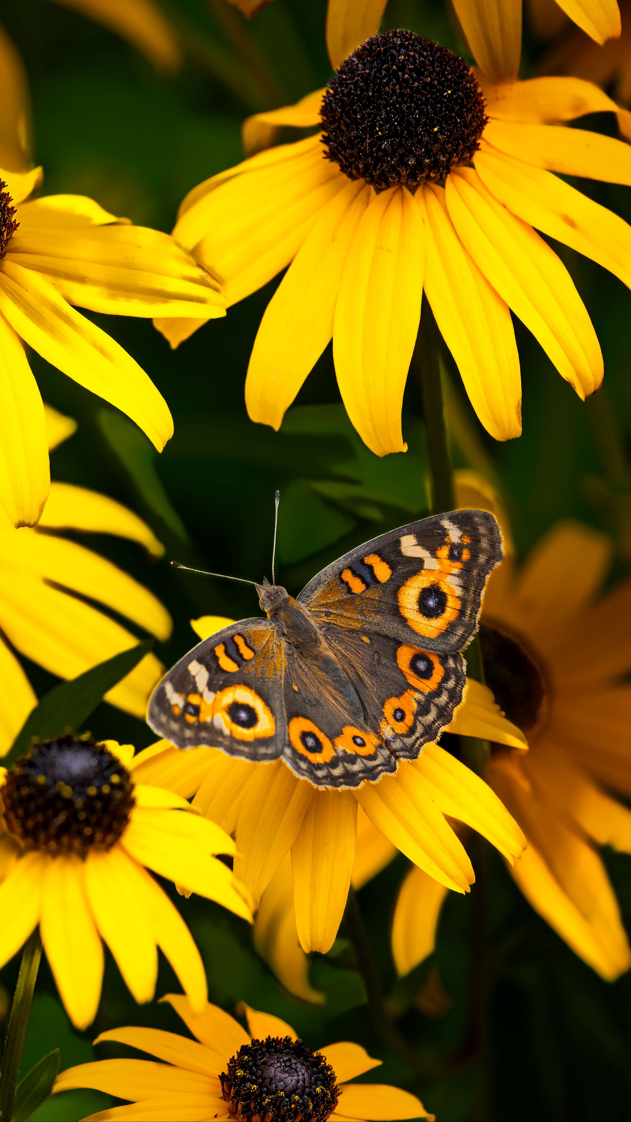 2160x3840 Wallpaper meadow argus, rudbeckia, butterfly, flowers, petals, garden, insect