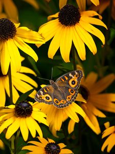 Preview wallpaper meadow argus, rudbeckia, butterfly, flowers, petals, garden, insect