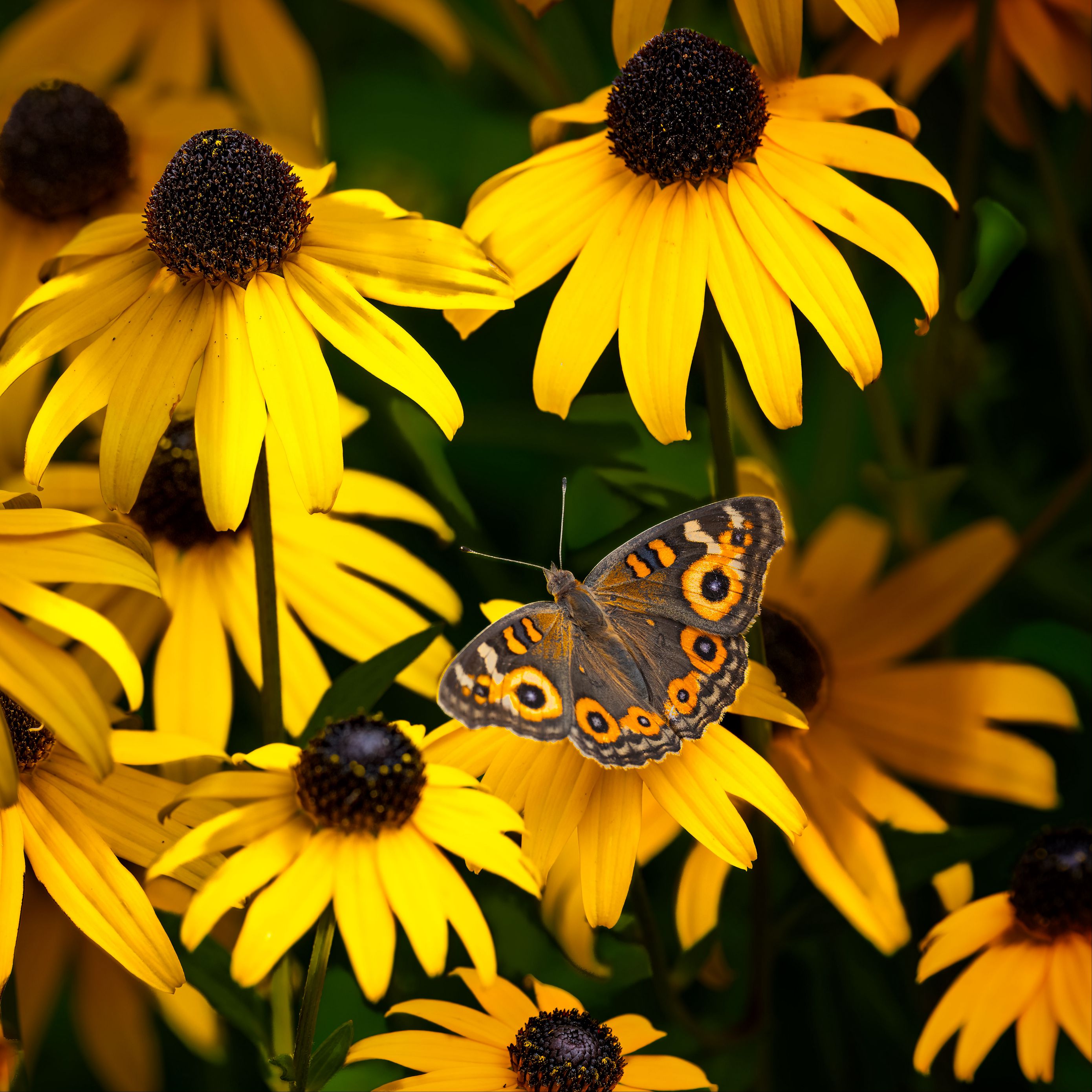 2780x2780 Wallpaper meadow argus, rudbeckia, butterfly, flowers, petals, garden, insect