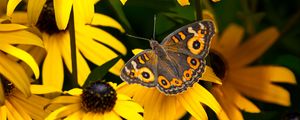 Preview wallpaper meadow argus, rudbeckia, butterfly, flowers, petals, garden, insect