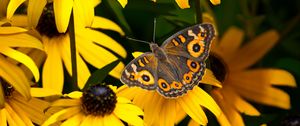 Preview wallpaper meadow argus, rudbeckia, butterfly, flowers, petals, garden, insect