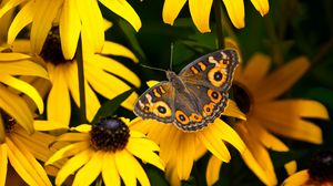 Preview wallpaper meadow argus, rudbeckia, butterfly, flowers, petals, garden, insect
