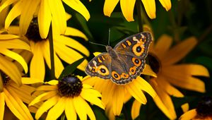 Preview wallpaper meadow argus, rudbeckia, butterfly, flowers, petals, garden, insect